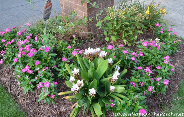 Mailbox Garden