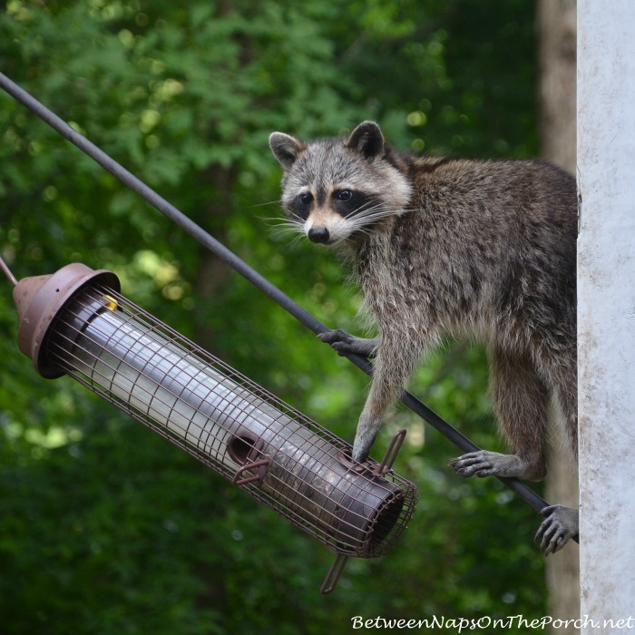 Raccoon Eating From Bird Feeder