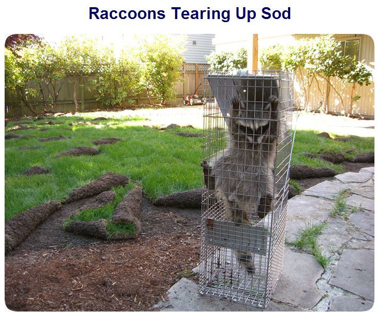 Raccoons Dig Up Sod