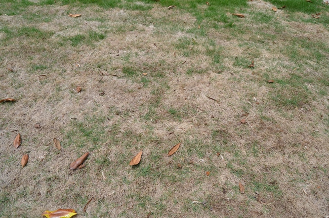 Zoysia Grass In Winter