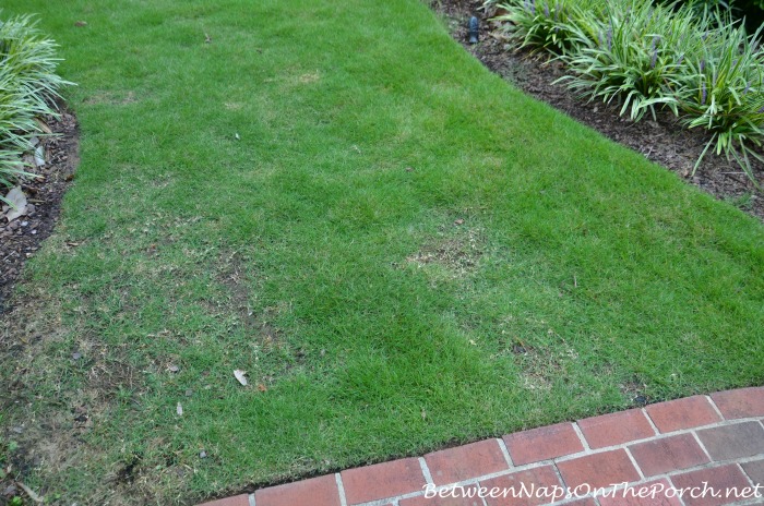 Zeon Zoysia Recovering From Winter Kill