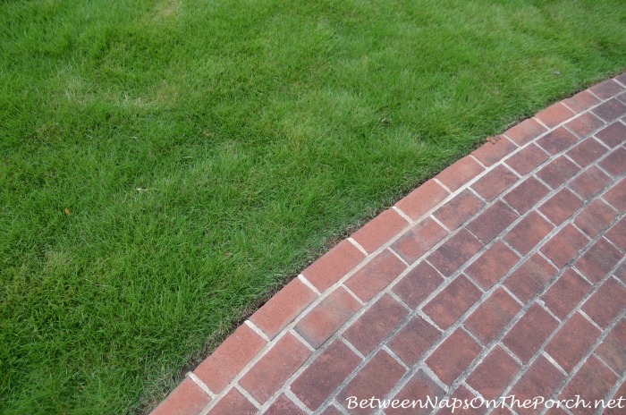 Zeon Zoysia Recovering From Winter Kill