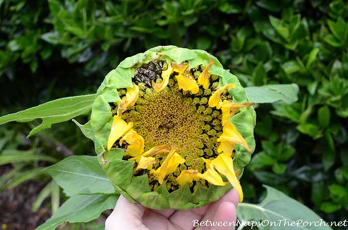 Sunflower With Seeds In Garden_wm
