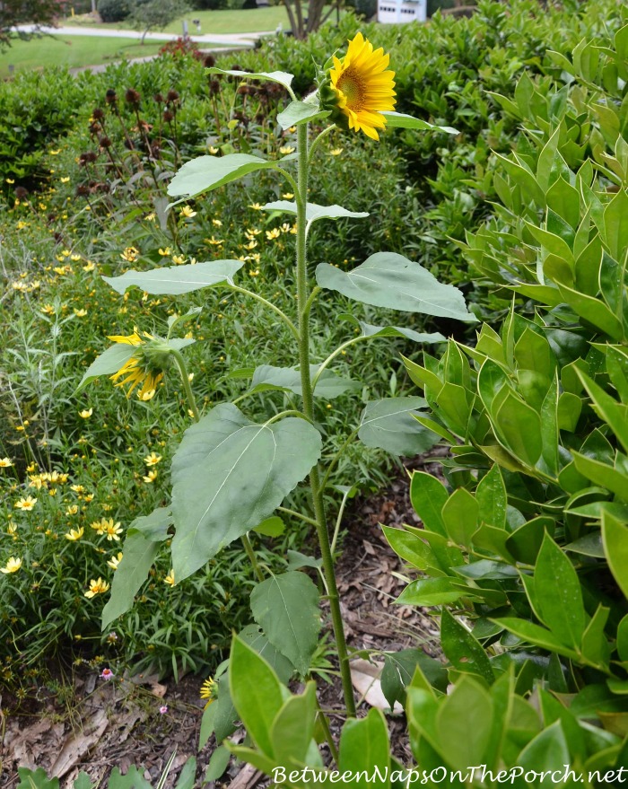 Sunflower in Bloom