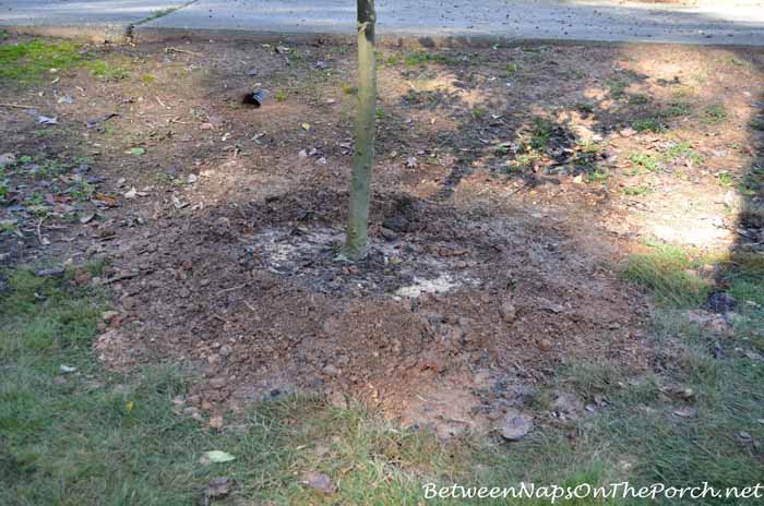 Create a Berm Around Tree For Hand Watering