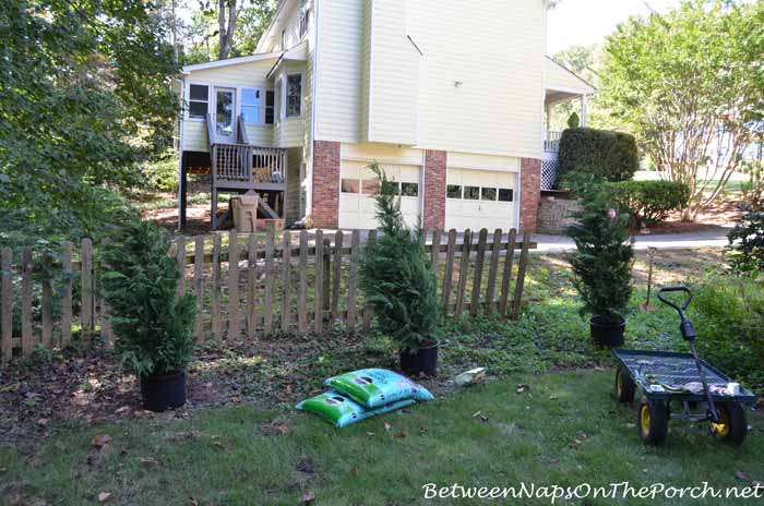 Planting Leyland Cypress for Screening 