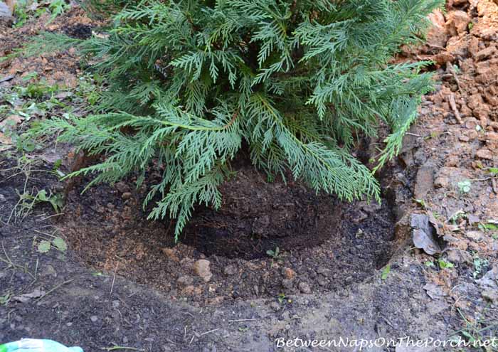 Planting Leyland Cypress for Screening