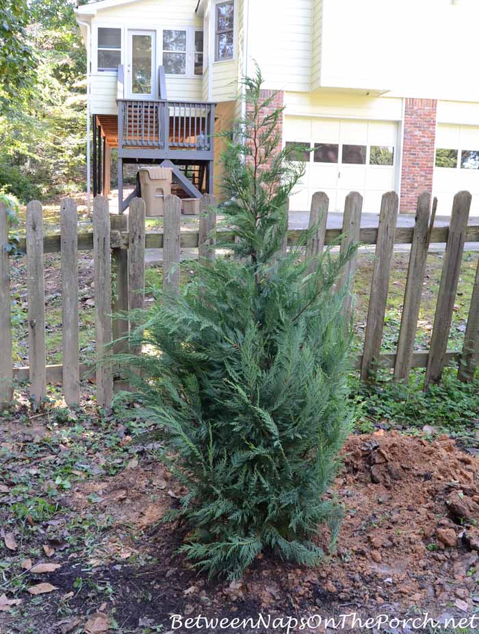 Planting Leyland Cypress for Screening 