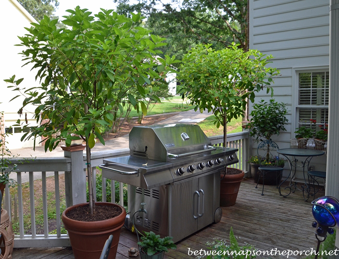 Tardiva-Tree-Form-Hydrangeas-for-the-Deck_wm