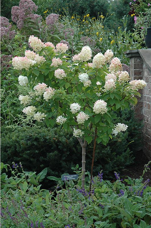 Tree Form Limelight Hydrangea