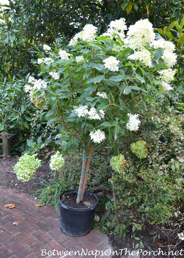 Tree Form Limelight Hydrangea