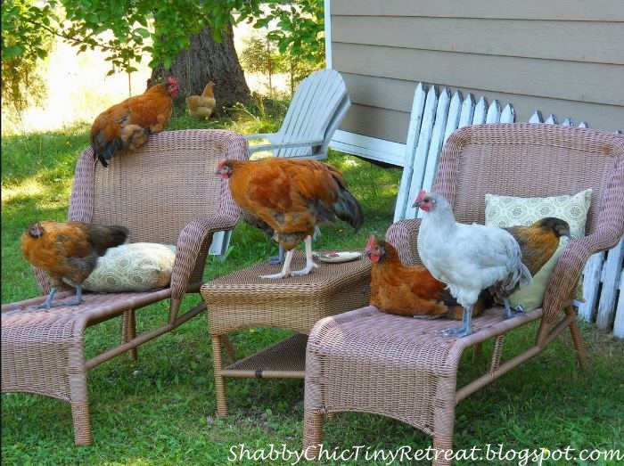 Chickens In The Garden