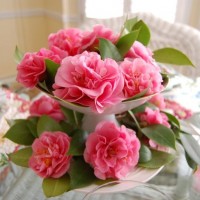 Debutante Camellias