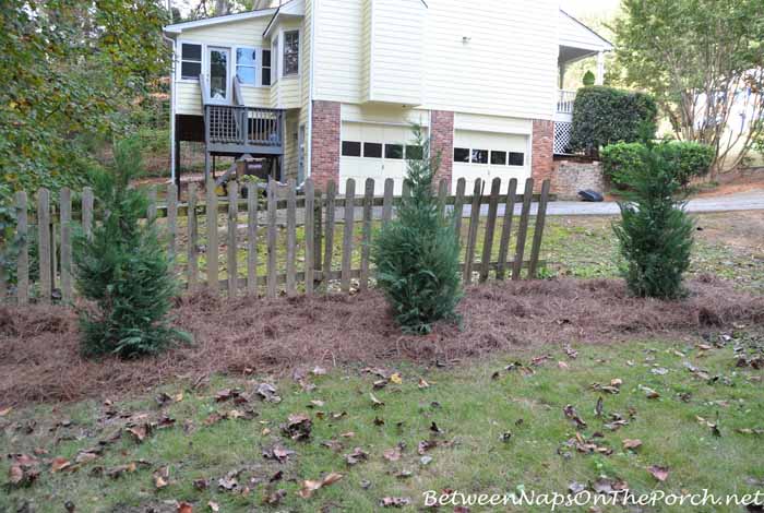 Leyland Cypress Planted For Screening