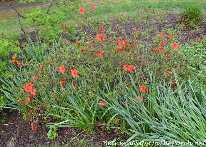 Azalea Transplanted_wm