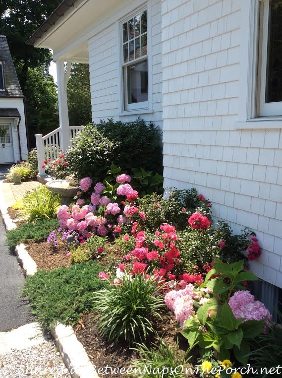 Pink Hydrangeas