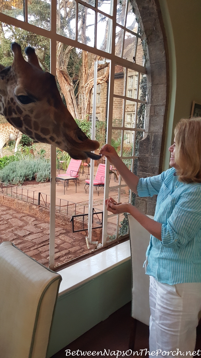 Feeding a Giraffe at Giraffe Manor in Kenya