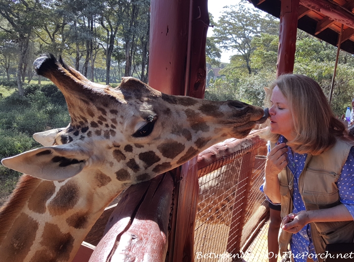 Giraffe Kisses at the Giraffe Center in Nairobi