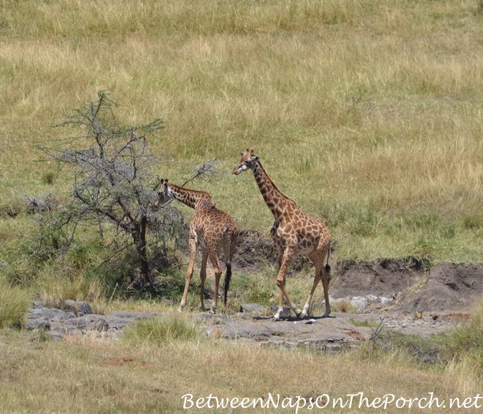 Giraffe in the valley below Mahali Mzuri_wm