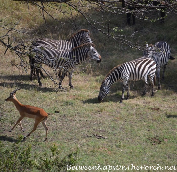 View from the bath at Mahali Mzuri, Zebra and Thomson's Gazelle_wm