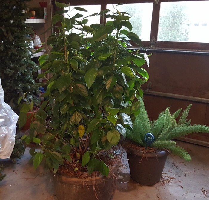 Hibiscus Moved to Garage to Winter Over