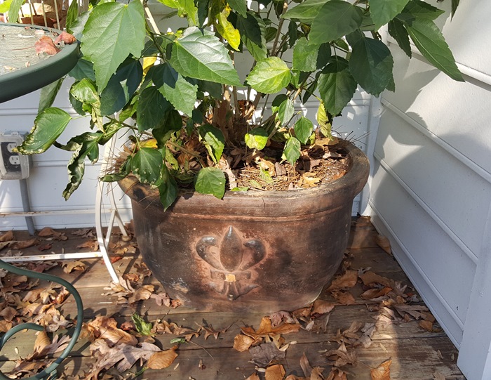 Moving a Hibiscus Plant in Large Pot