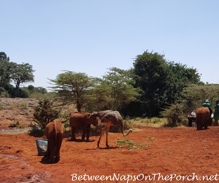 Baby Elephants Feeding at The David Sheldrick Wildlife Trust