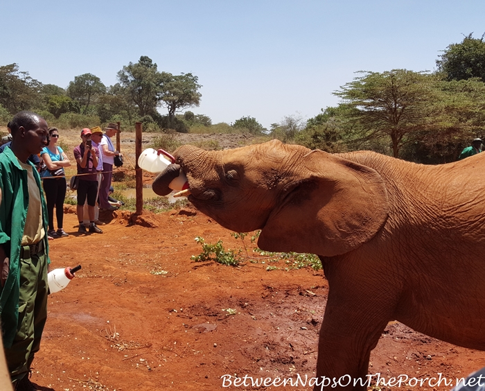 Feeding a Baby Elephant at The David Sheldrick Elephant Orphanage