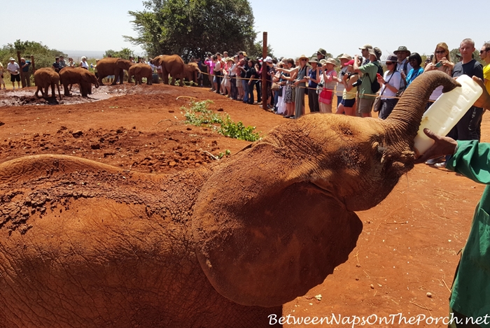 Feeding a Baby Elephant at The David Sheldrick Wildlife Trust