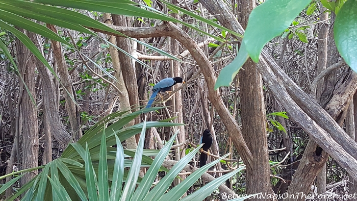 Yucatan Jay Birds in Tulum, Mexico