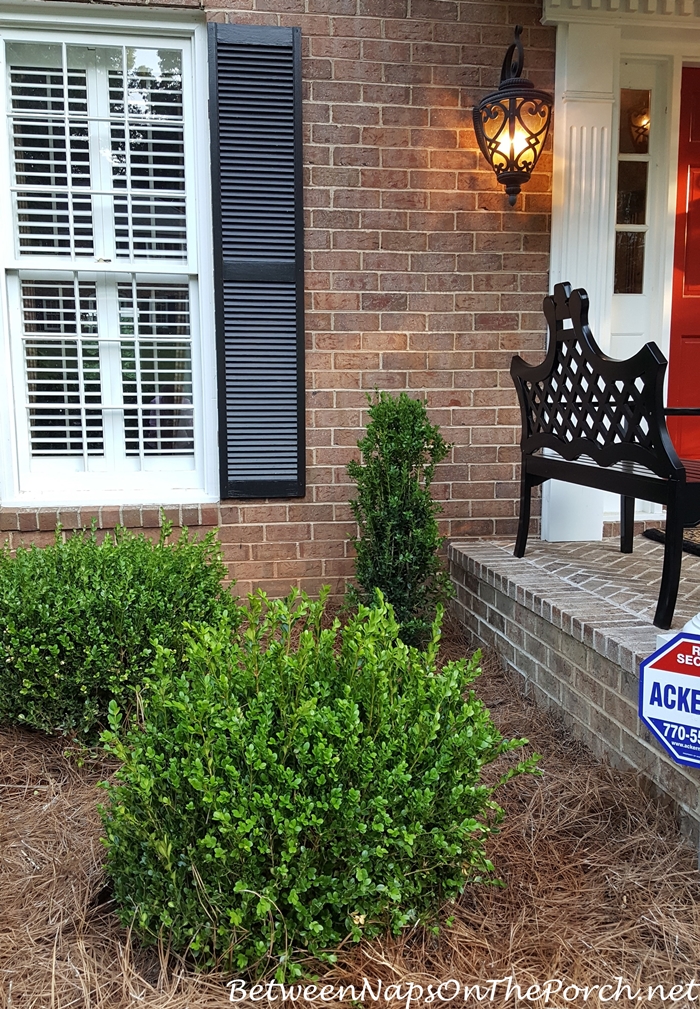 Landscaping with Boxwood: Green Beauty, Baby Gem, Green Tower & Green