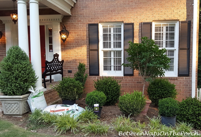 Landscape with Boxwoods Shrubs for an Evergreen Landscape