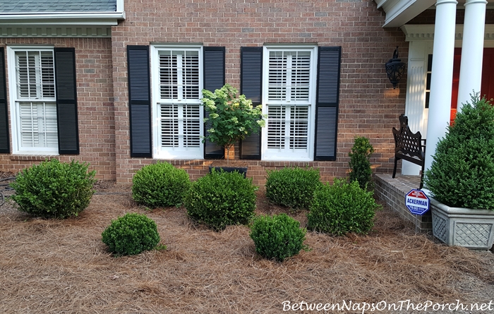 Landscaping with Boxwood Shrubs