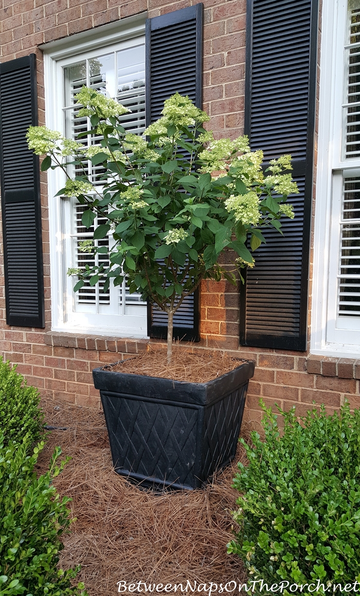 Standard, Tree-form Limelight Hydrangea in Planter