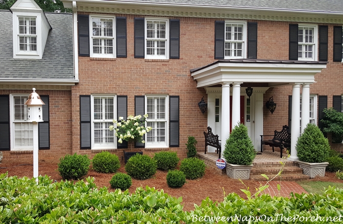 Boxwood Shrubs for Traditional Landscape