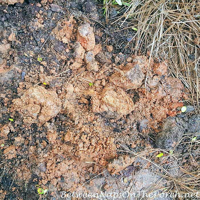 Georgia Red Clay