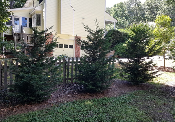 Leyland Cypress for Screening