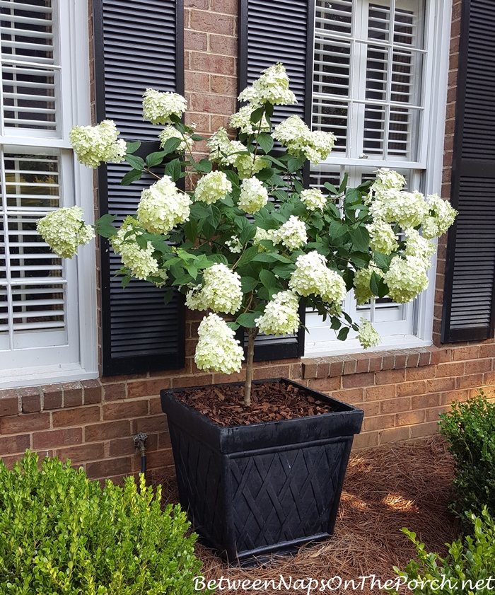 Limelight Hydrangea, White when first blooms, then goes pale green