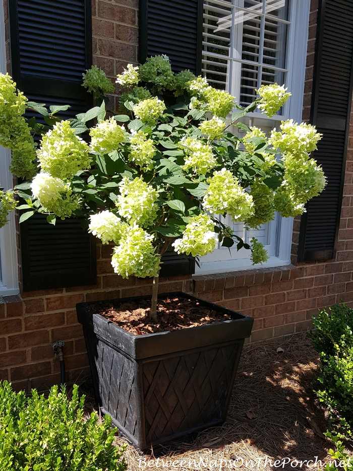 Limelight Hydrangea, White when first blooms. then turns to a pale lime green
