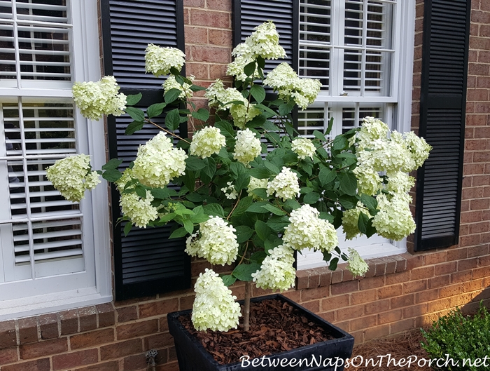 Standard Limelight Hydrangea, white when first blooms