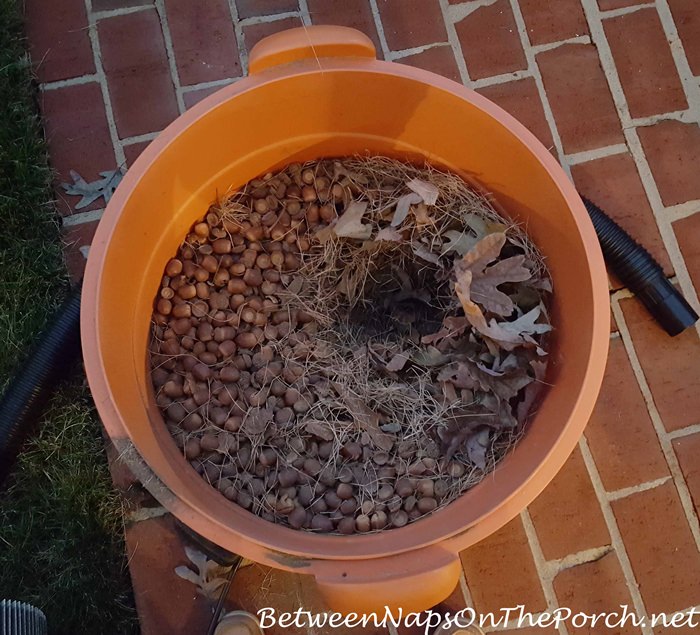 fastest-way-to-remove-acorns-from-grass-lawn