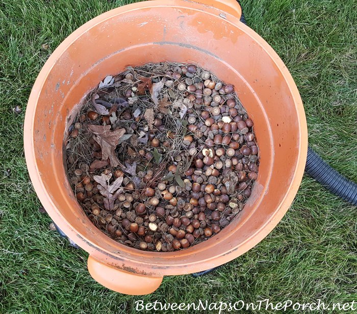 shop-vac-up-acorns-from-grass-lawn