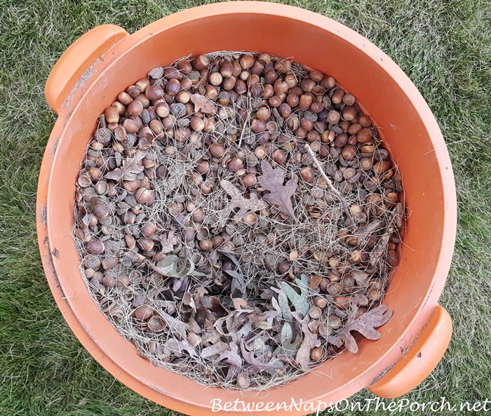 vacuum-acorns-up-from-lawn