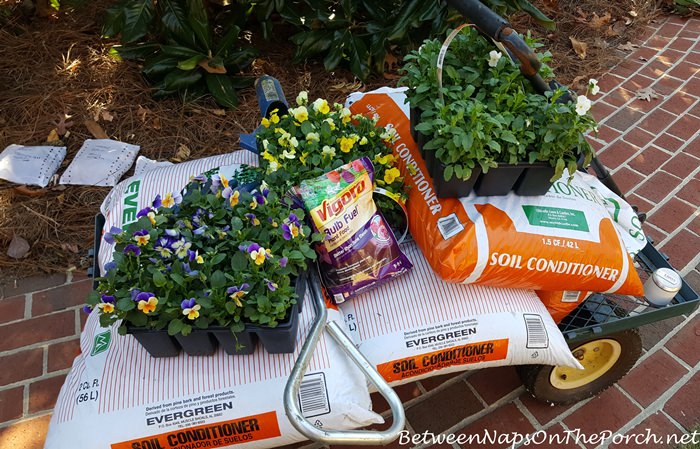 preparing-to-plant-tulip-bulbs-and-violas-in-the-garden