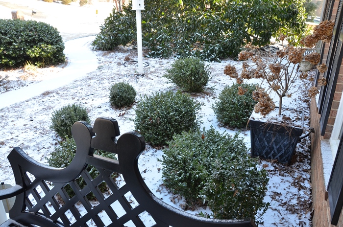 Green Beauty Boxwood in Snow and Ice