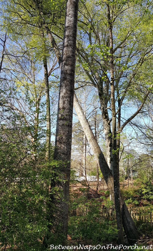 Bottle Tree Dreams in Abundance – Between Naps on the Porch