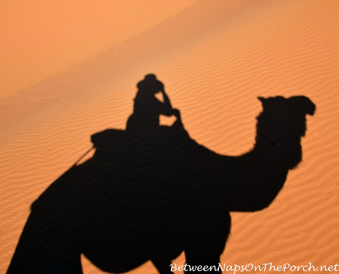 Camel Ride in Sahara Desert