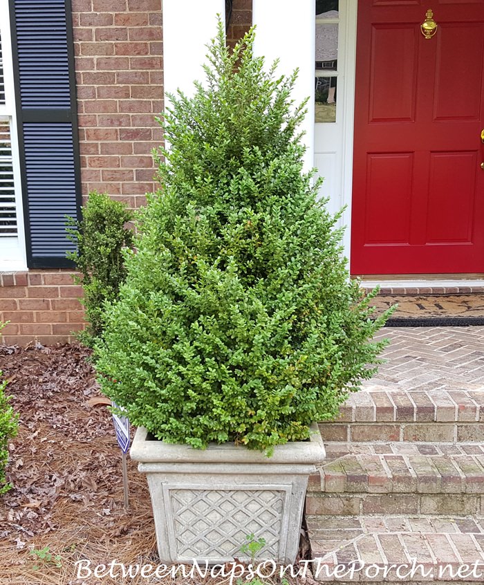 Trim Green Mountain Boxwood Topiaries Back Into a Pyramid Christmas ...