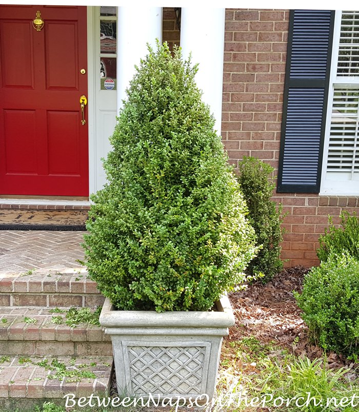 gloomwood trees assembled with foliage