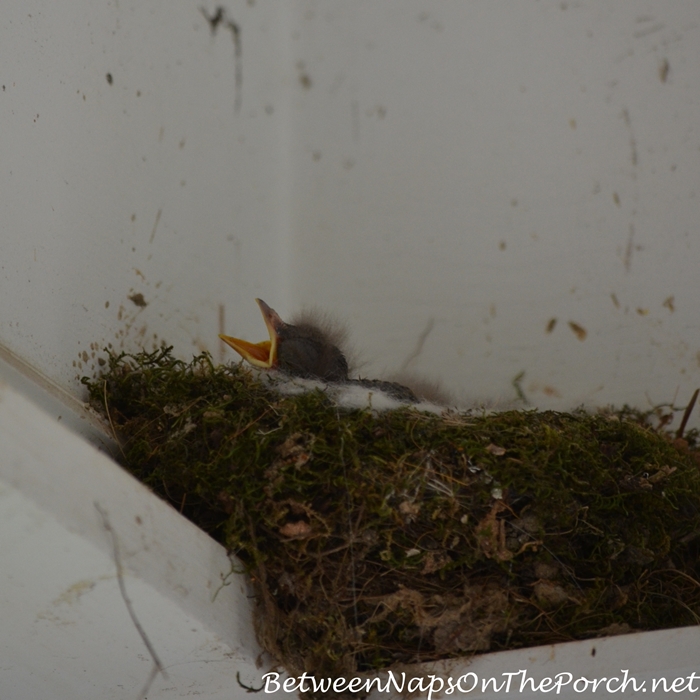 Baby Phoebe in Nest